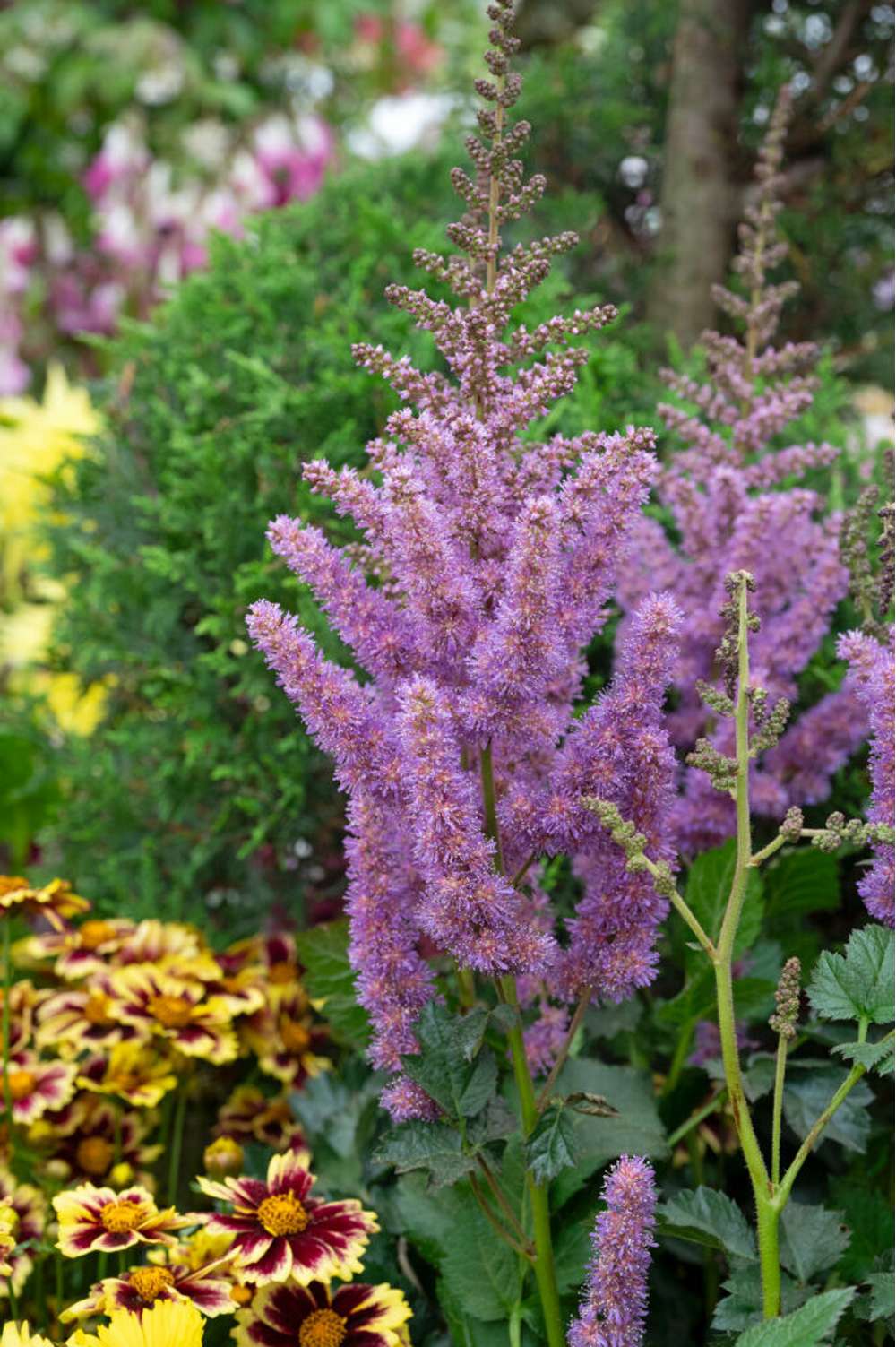 Astilbe 'Dark Side of The Moon'